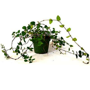 Creeping Fig Plant