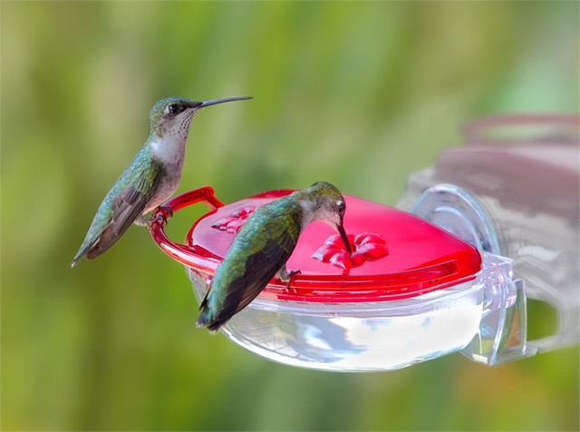 Aspects Gem Window Hummingbird Feeder