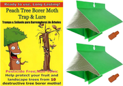 Peach Tree Borer Trap
