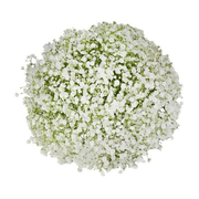 Fresh Cut Large Bloom Gypsophila - 50 Stems