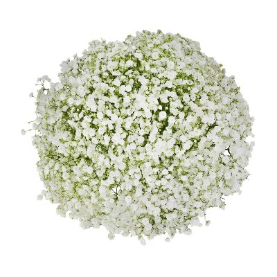 Fresh Cut Large Bloom Gypsophila - 50 Stems