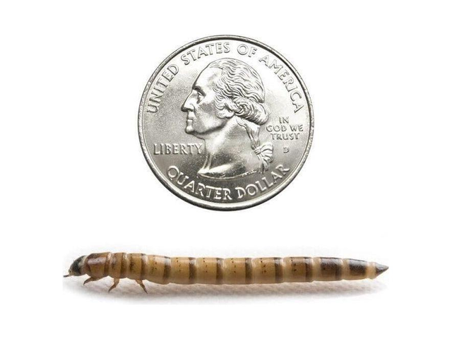 Large Superworms