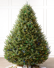 BH Balsam Fir Trees