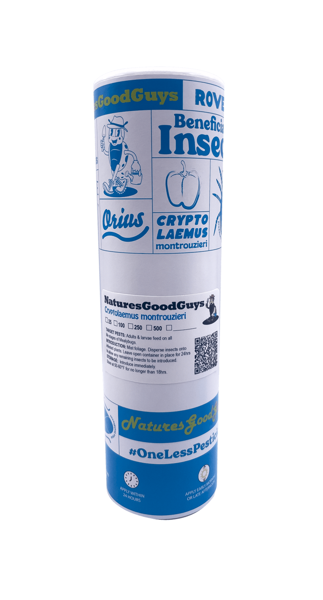 Cryptolaemus montrouzieri - Mealybug Control