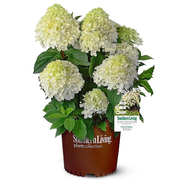 White Wedding Hydrangea