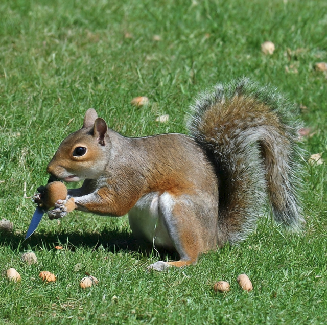 Smith & Wesson M&P OTF Spring Assisted Spear Point Knife Gray (3.5" Black)