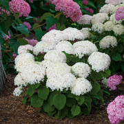 Invincibelle Wee White® Smooth Hydrangea