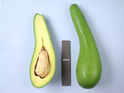 Russell Long Neck Avocado Tree Grafted