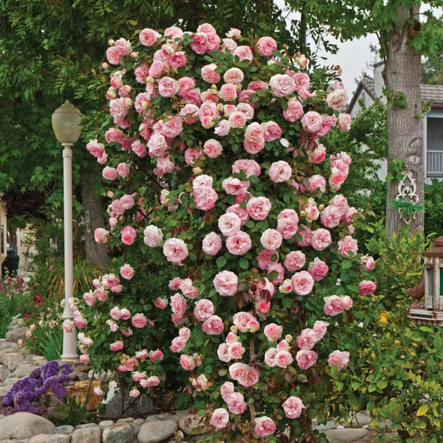 Pearly Gates™ Climbing Rose