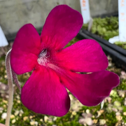 Pinguicula x “St Elmo’s Fire” BARE ROOT