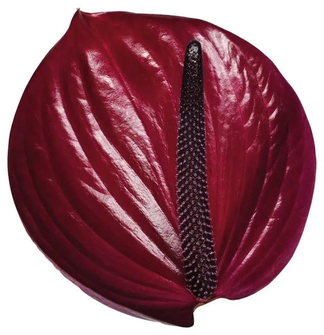Anthurium Maravilla 13cm - 12 Stem Pack