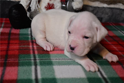 Delilah | Puppies For Sale at Pawrade