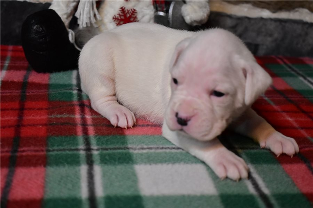 Delilah | Puppies For Sale at Pawrade
