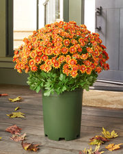 Orange Outdoor Sunset Mums Pot Filler