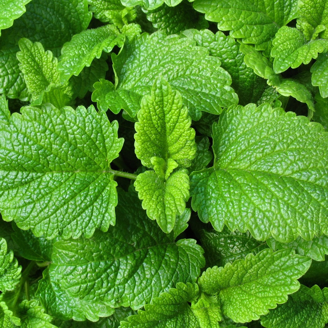 Lemon Balm
