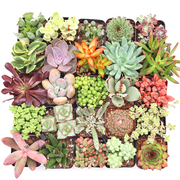 'Everything' Succulent Pack