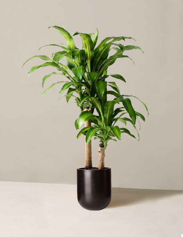 Large Dracaena Mass Cane