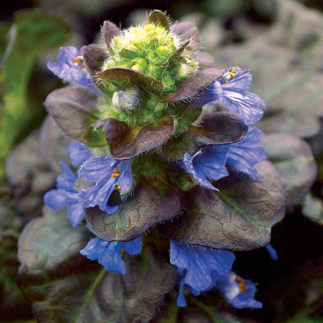 Black Scallop Bugleweed 