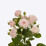 Spray Rose Aerobic - 20 Stem Bunch