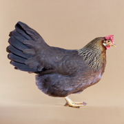 Baby Chicks: Light Brown Leghorn