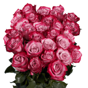 Premium Deep Purple Roses