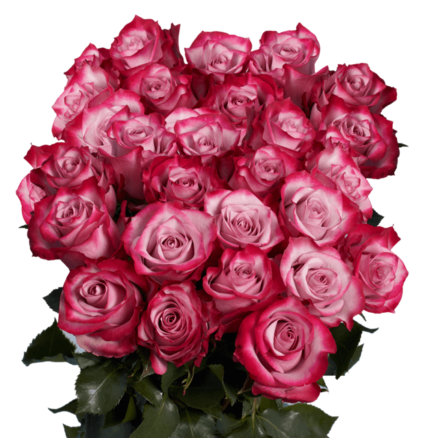 Premium Deep Purple Roses