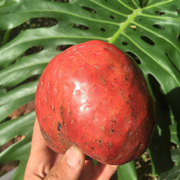 Red Custard Apple, Chirimoya Tree