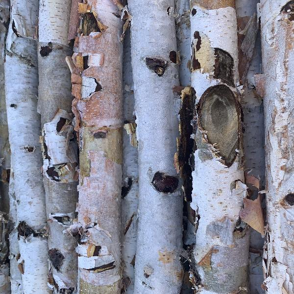 White Birch Poles