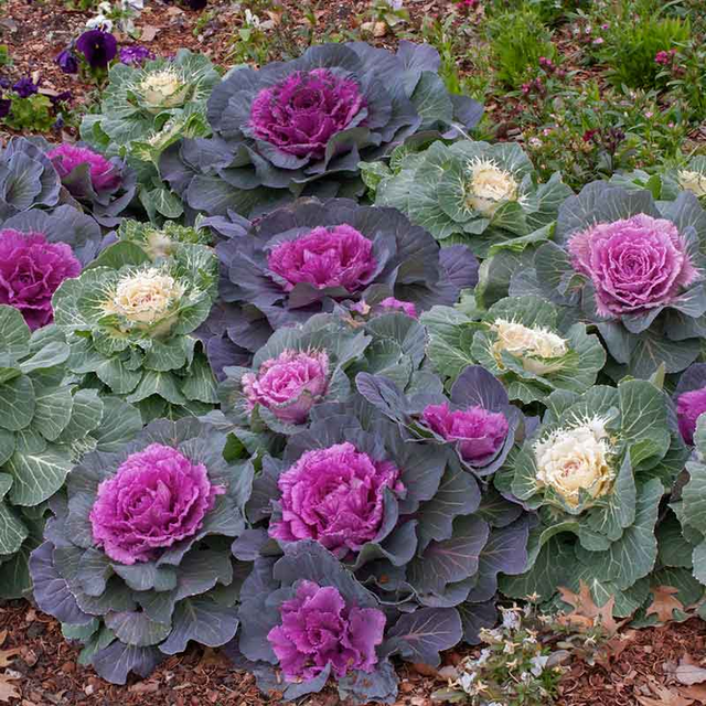 Ornamental Kale Seeds - Mix