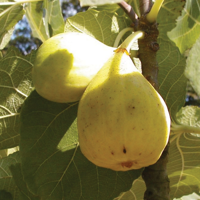 White Marseilles Fig Plant