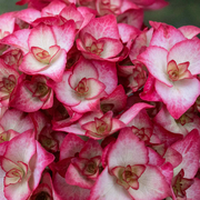 Hydrangea macrophylla 'Miss Saori' - 7.5L Plant