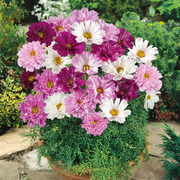 Cosmos Seeds - Double Click Mixed
