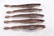 Whiting Whole