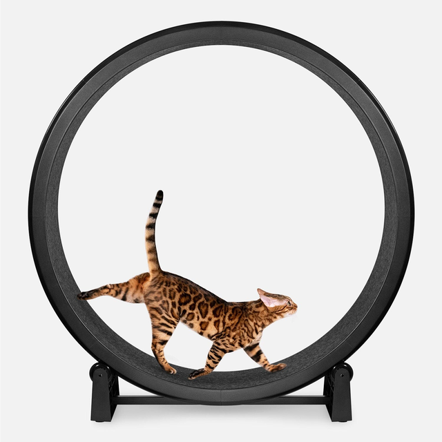 Cat Exercise Wheel