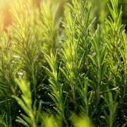 Rosemary Organic Essential Oil - ct Cineole (Tunisia)