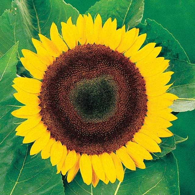 Giganteus Giant Sunflower Seeds