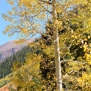 Quaking Aspen