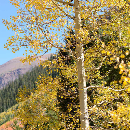 Quaking Aspen