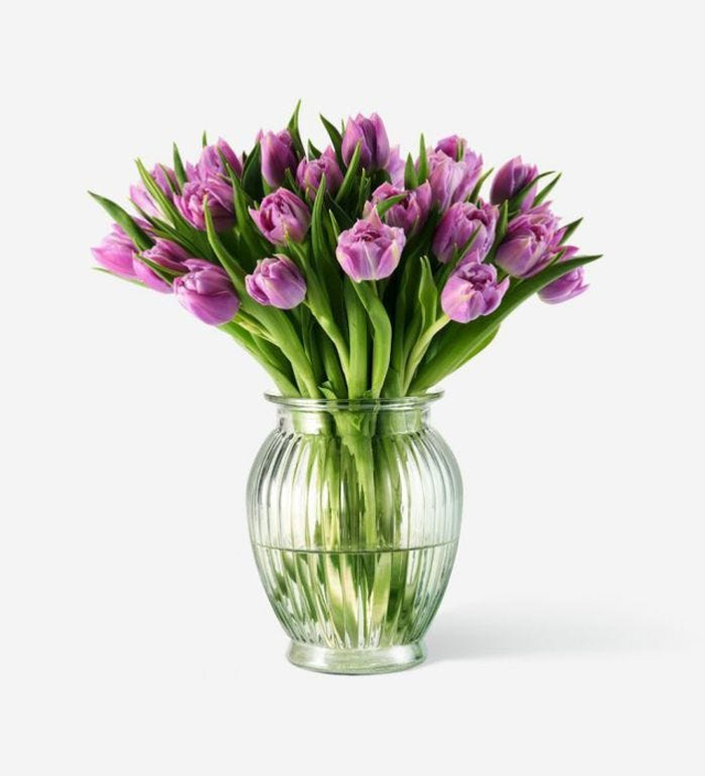 Lilac Nymph Double Tulip