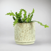 Fishbone Cactus | Epiphyllum Anguliger