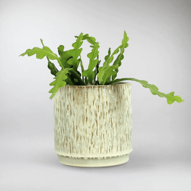 Fishbone Cactus | Epiphyllum Anguliger