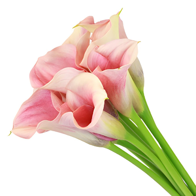 Peachy Pink Mini Calla Lily Flower
