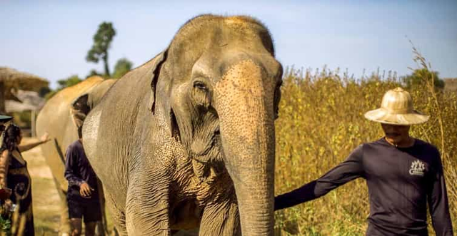 From Siem Reap: Elephant Sanctuary Experience with Transfers