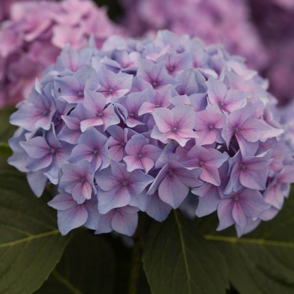 Proven Winners® Let's Dance® Rhythmic Blue™ Hydrangea