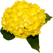 Regular Hydrangea | Tinted Yellow