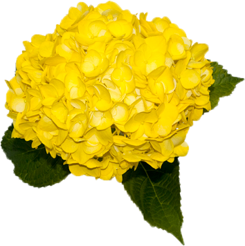 Regular Hydrangea | Tinted Yellow