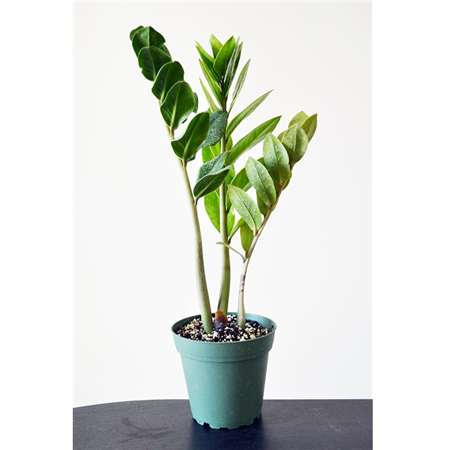 Rare ZZ Plant-Zamioculcas zamiifolia - House Plant - Bonsai - 4" Pot