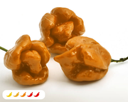 Orange Butch T Hot Pepper (2 Pack)