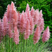 Pink Pampas Grass - Cortaderia selloana 'Rosea'