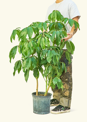 Australian Umbrella Tree, XL